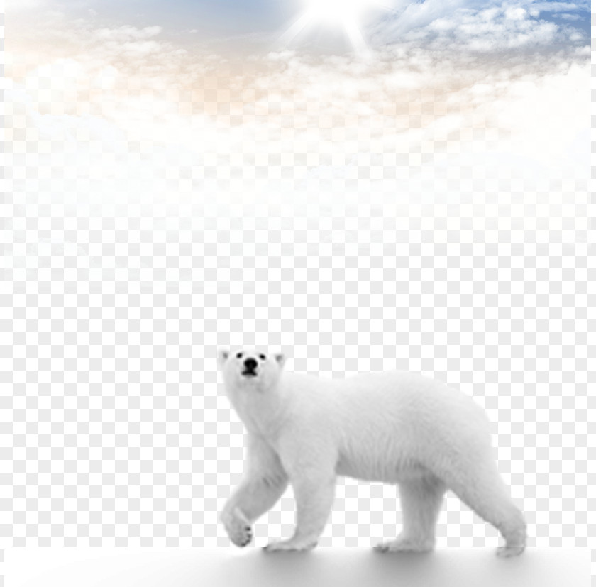 Polar Bears Material Download Bear Brown Computer File PNG
