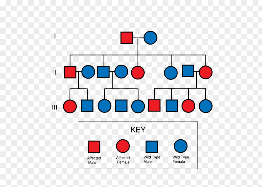 Analysis Chart Pedigree Dominance Genetics PNG