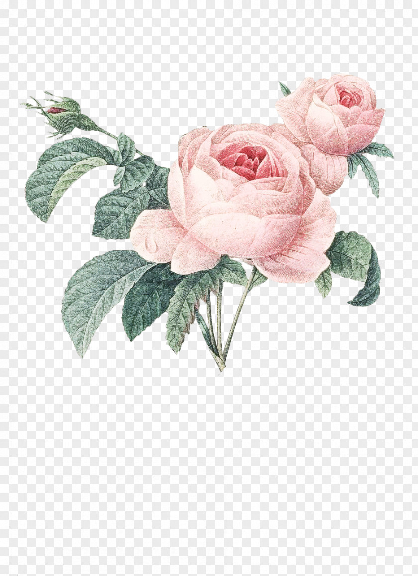 Floribunda Plant Garden Roses PNG