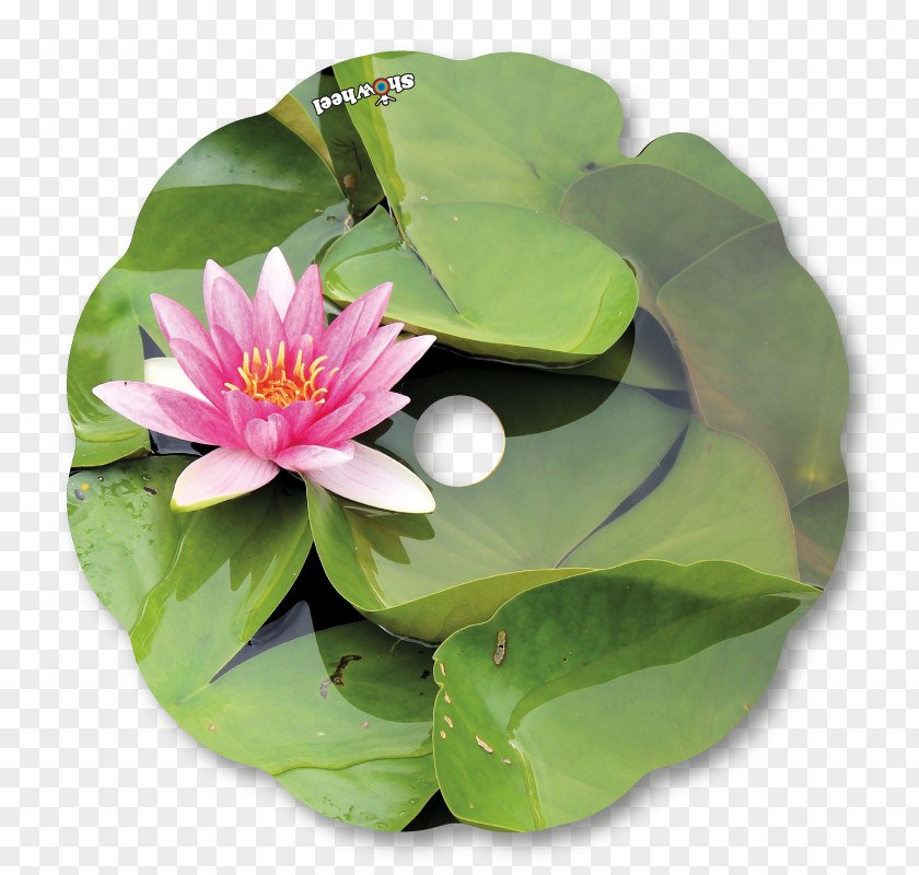 Leaf Nelumbo Nucifera Petal MTN Group PNG