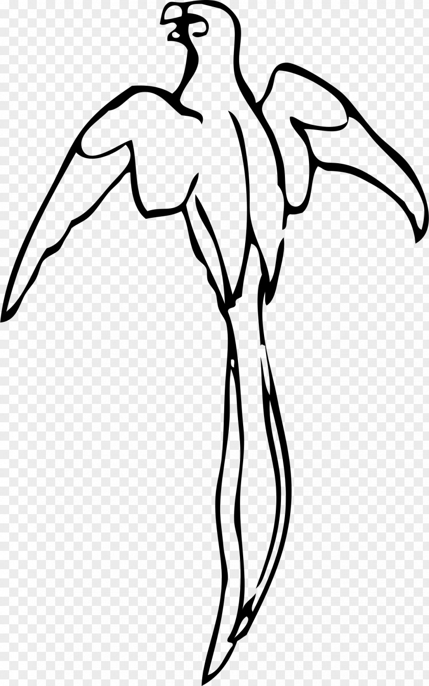 Parrot Bird Drawing Clip Art PNG