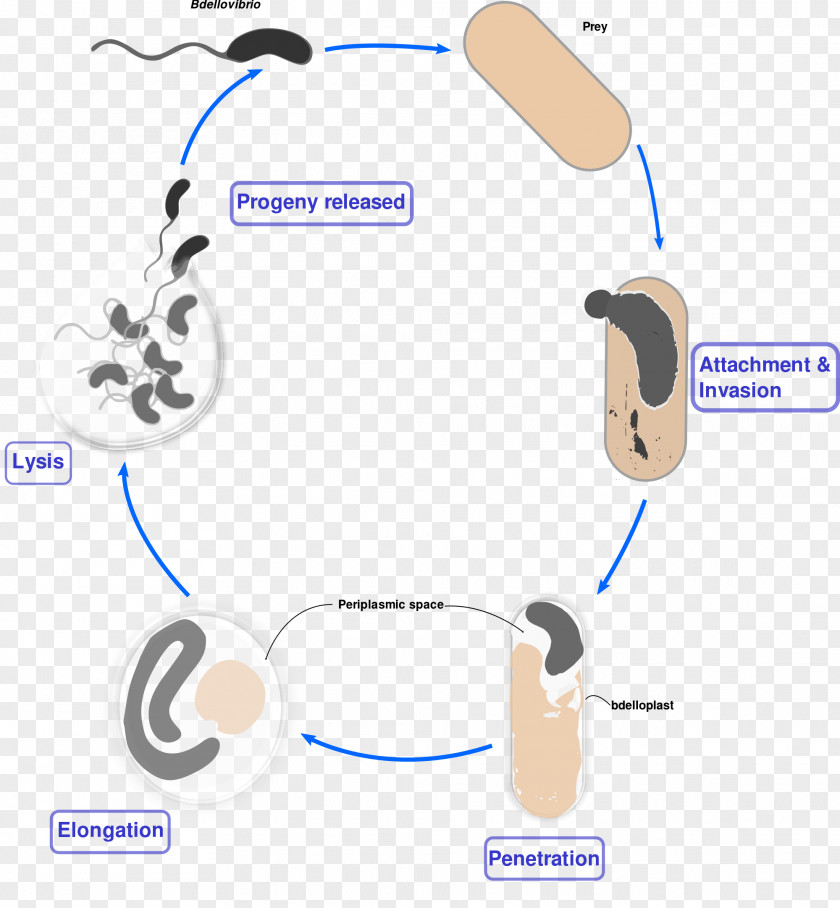 Bdellovibrio Gram-negative Bacteria Biological Life Cycle Bacterial Cell Structure PNG