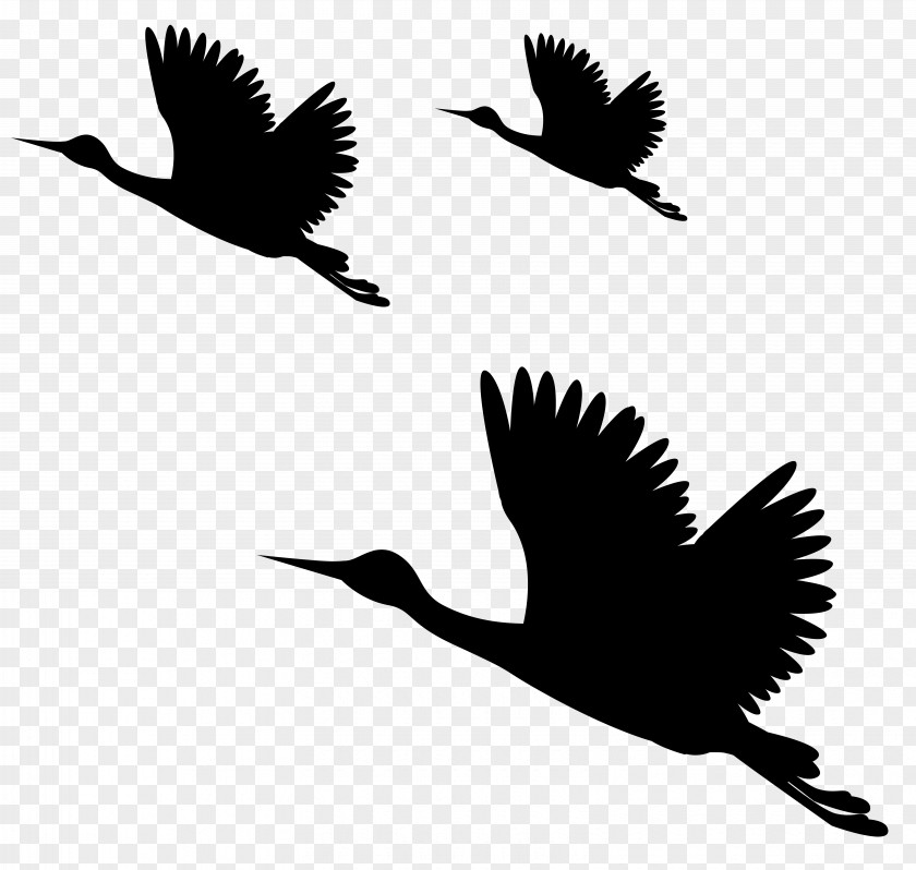 Birds Silhouettes Clip Art Image Bird PicsArt Photo Studio PNG