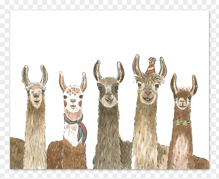 Birthday Llama Alpaca Wedding Invitation Greeting & Note Cards PNG