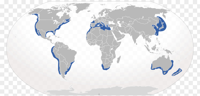 Bull Shark World Map Robinson Projection PNG
