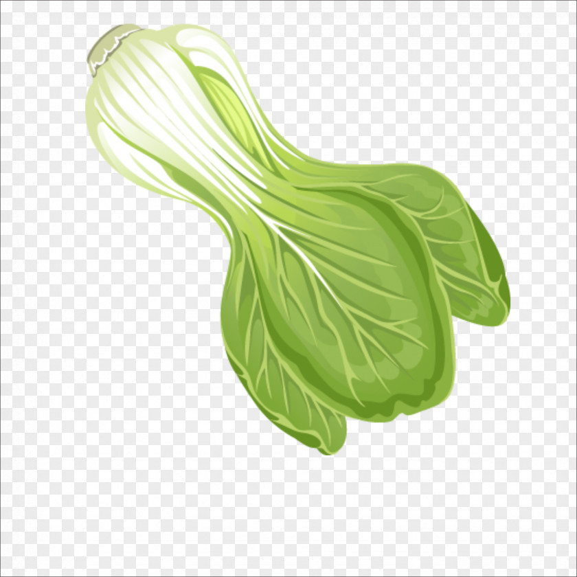 Chinese Cabbage Leaf Vegetable PNG