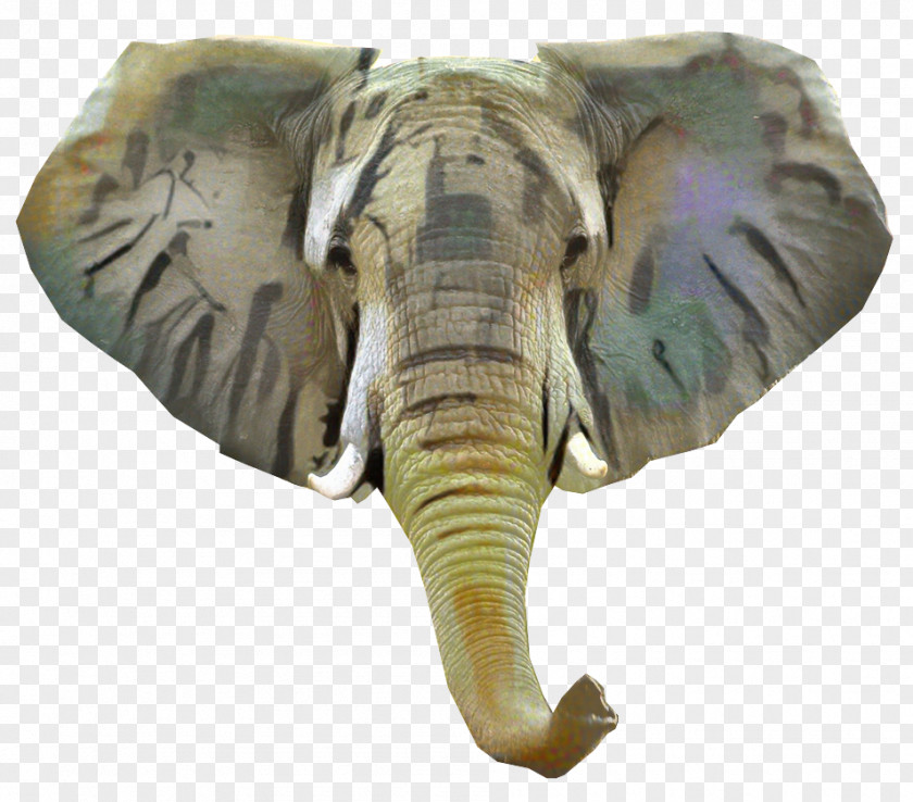Indian Elephant African Terrestrial Animal PNG