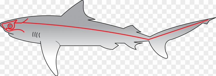 Shark Lateral Line Fish Sense Sensory Nervous System PNG