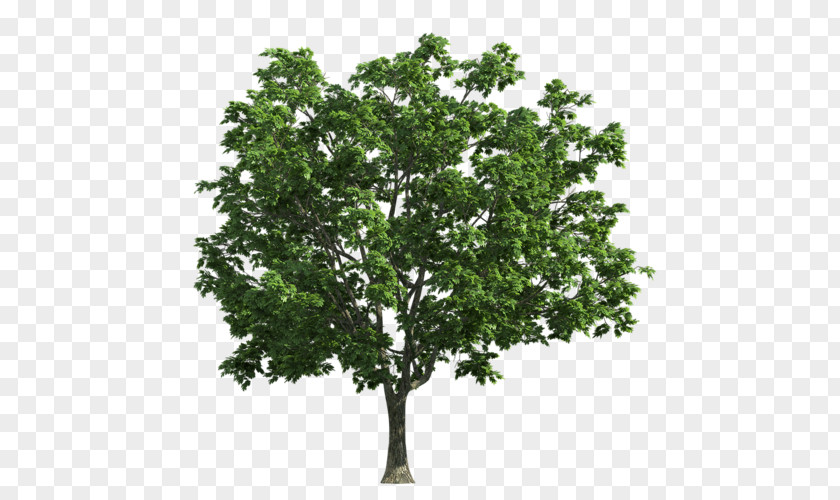 Tree Norway Maple Photography PNG