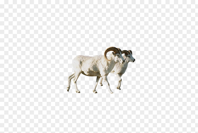 Aries Side Sheep Argali Animal PNG