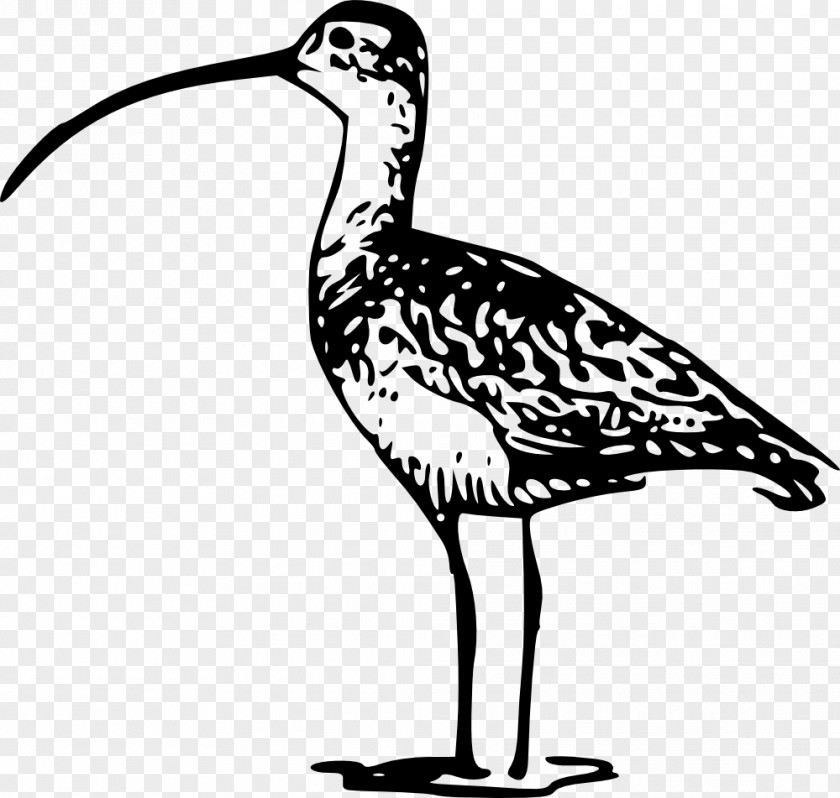 Bird Flight Gulls Penguin Clip Art PNG