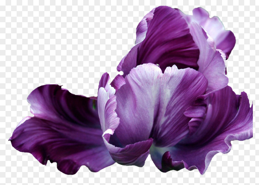 Iris Flower Tulip Animaatio Blume PNG