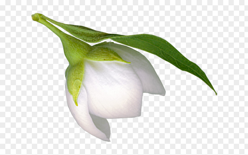 Snowdrop Cut Flowers Clip Art PNG