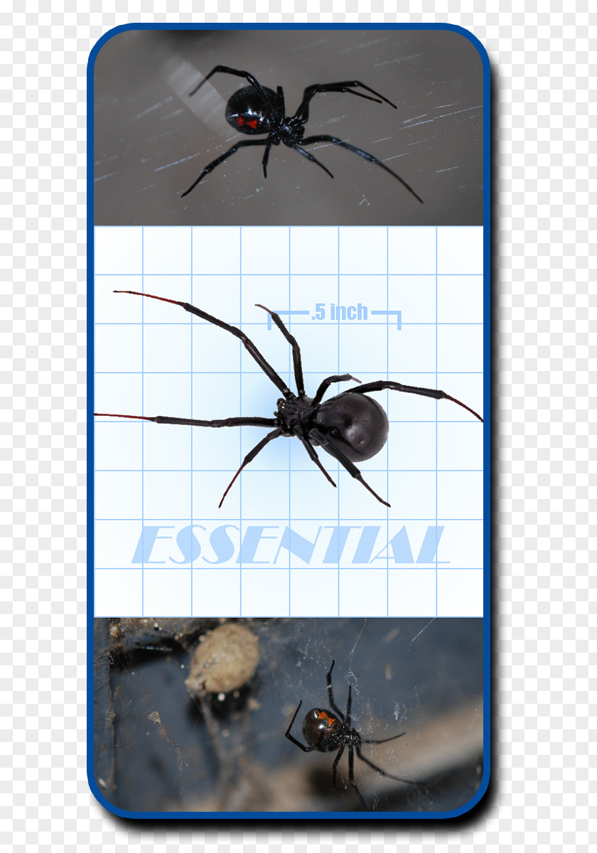 Spider Southern Black Widow Web Royalty-free Brown PNG