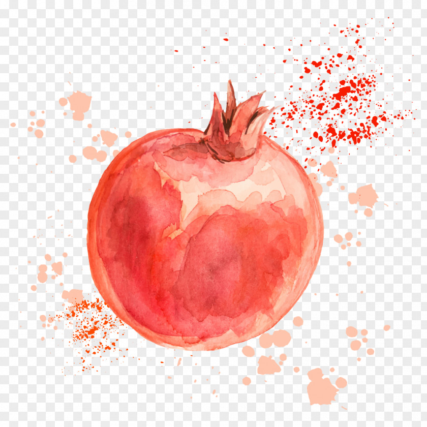 Vector Drawing Pomegranate Fruit Illustration PNG
