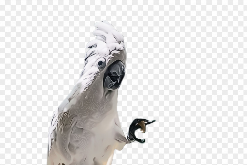 Animal Figure Cockatoo Bird Beak Parrot Wildlife Osprey PNG