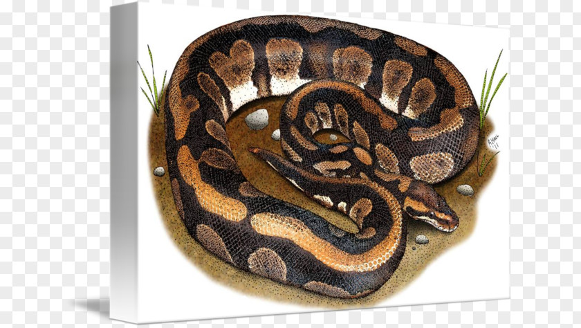 Ball Python Boa Constrictor Snake Blanket Boas PNG