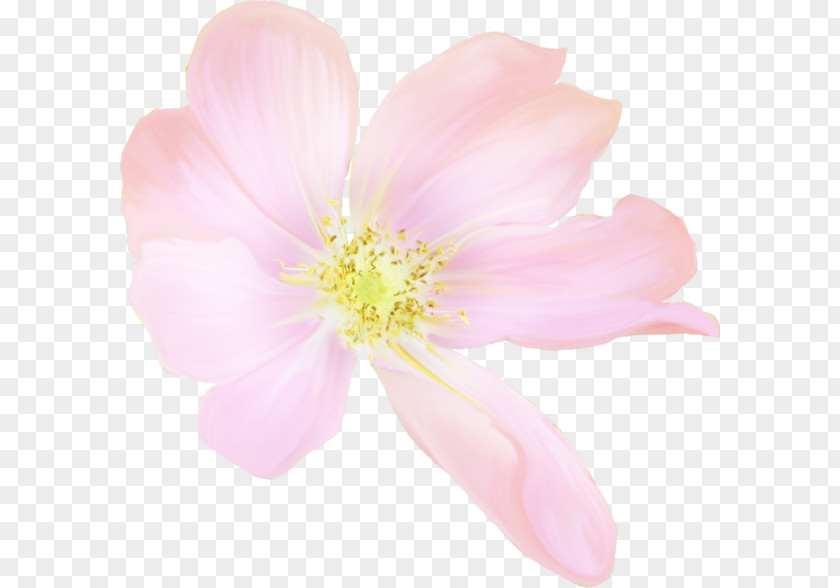 Cherry Blossom Rose Family Petal Pink M PNG