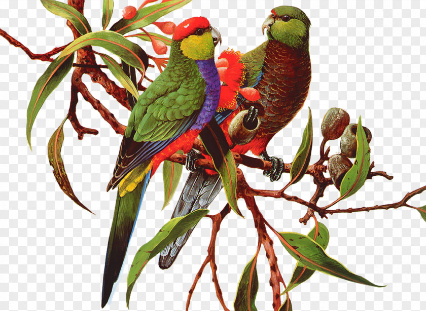 Colored Parrot Bird Amazon Clip Art PNG