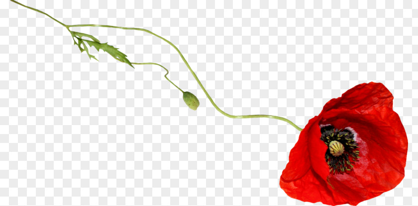 Common Poppy Flower Clip Art PNG