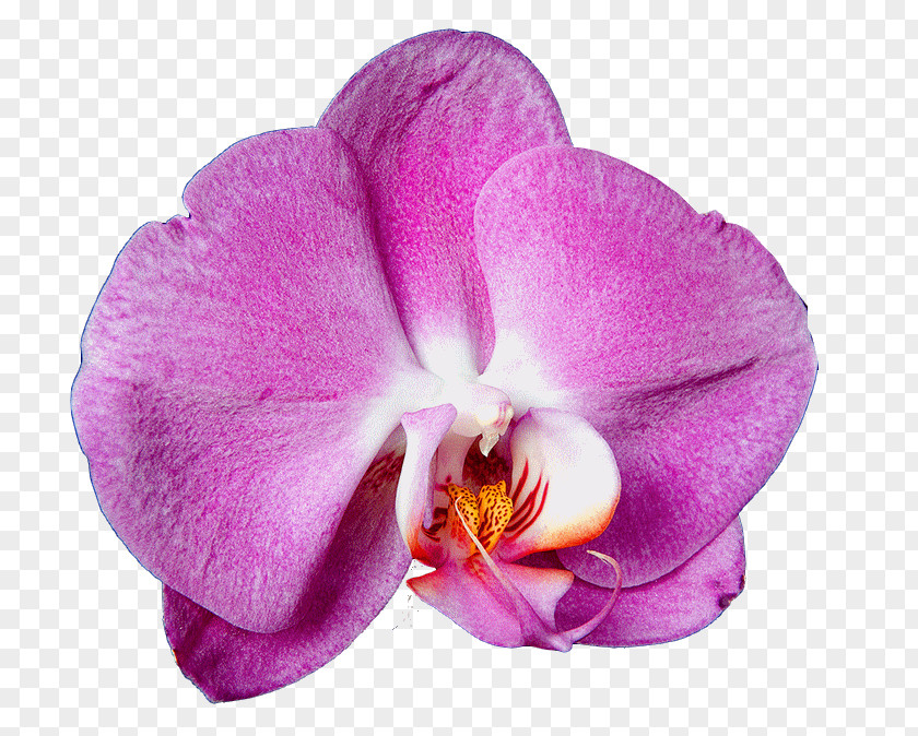 Flower Moth Orchids Artificial Cattleya PNG