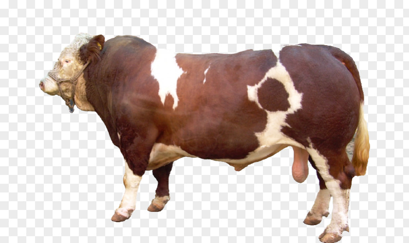 Kurban 2018 Limousin Cattle Goat Qurbani Beef PNG
