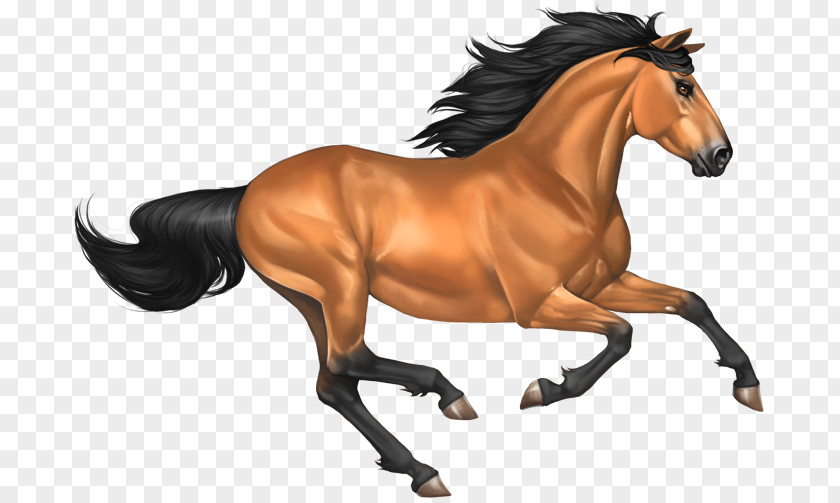 Mustang Horse Image Buckskin PNG