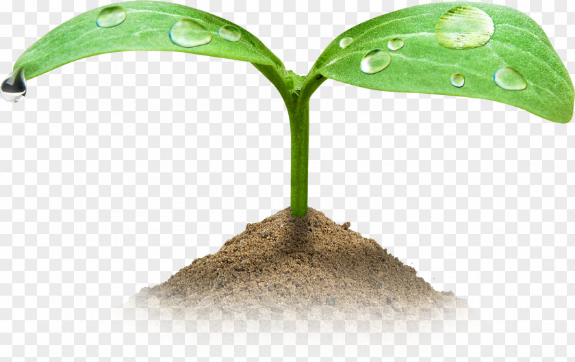 Sand Germination Shoot Seed Green Embryo PNG
