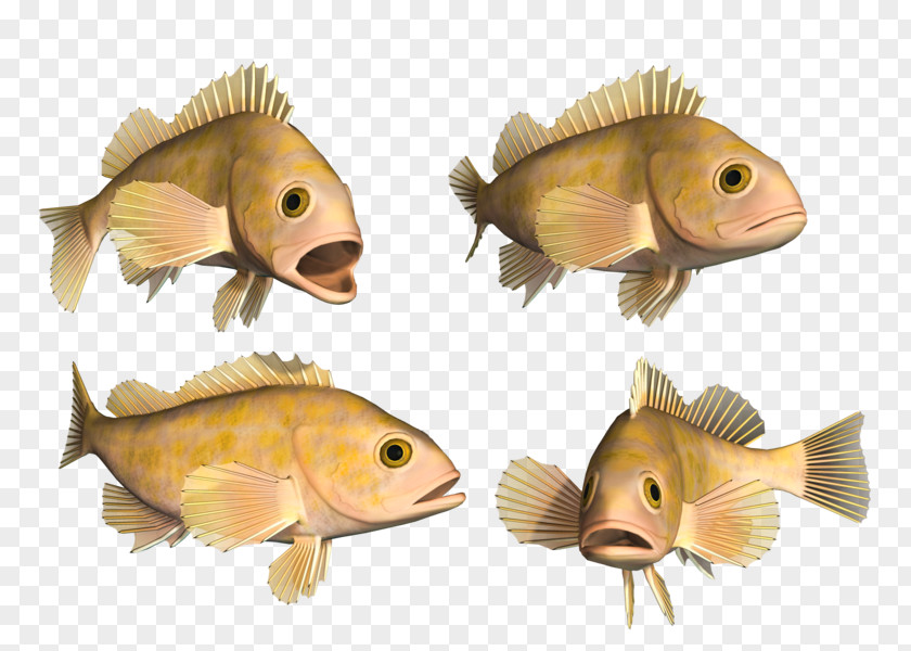 Fish Bony Fishes Deep Sea Hagfish PNG