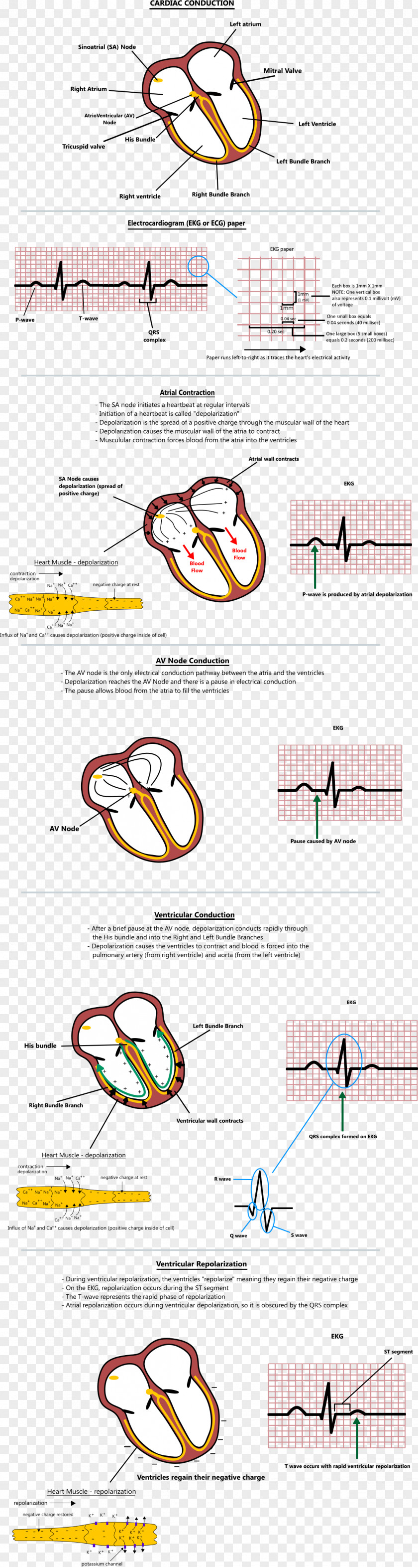 Heart Atrial Fibrillation L'ECG De A à Z Flutter PNG