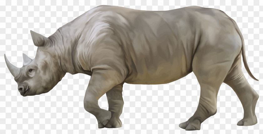 Rhino Rhinoceros 3D Rendering PNG
