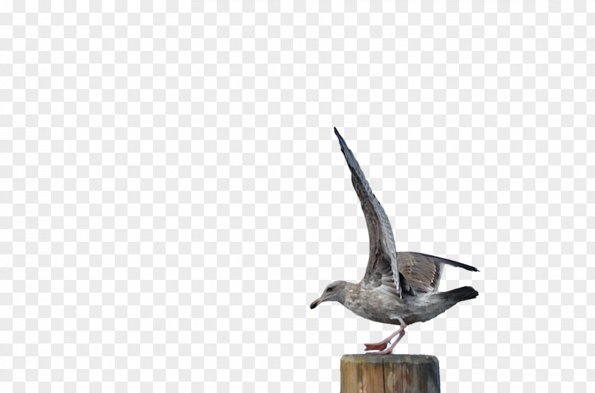 Seagull Gulls Bird DeviantArt PNG