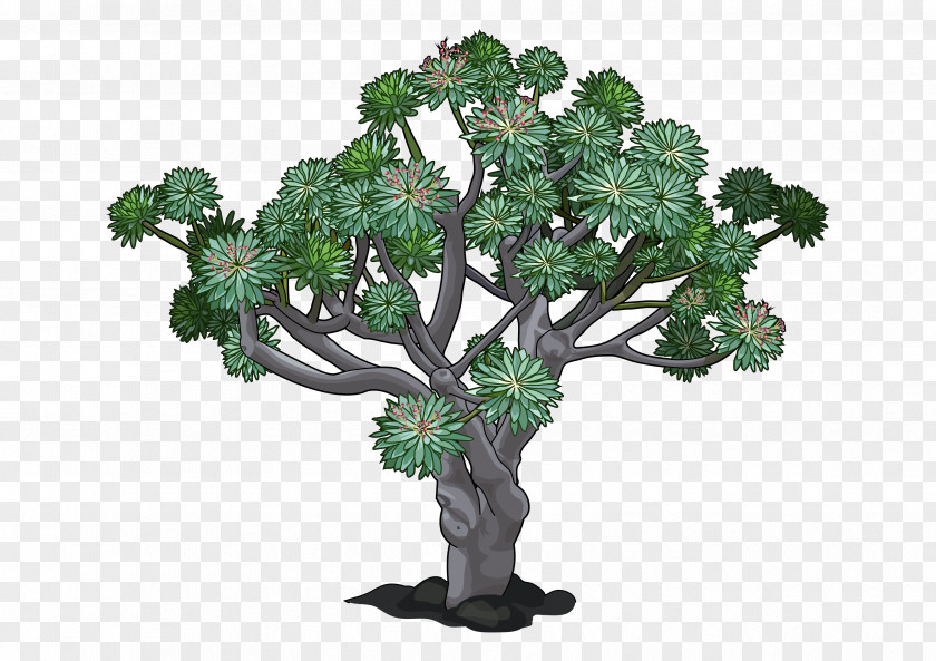 Plant Canary Islands Euphorbia Canariensis Balsamifera Dragon Tree PNG