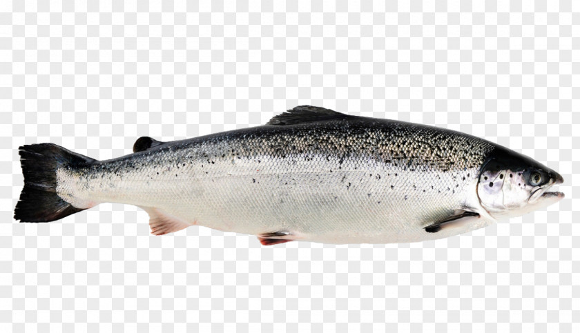 SALMON Norway Aquaculture Of Salmonids Sushi Rainbow Trout PNG