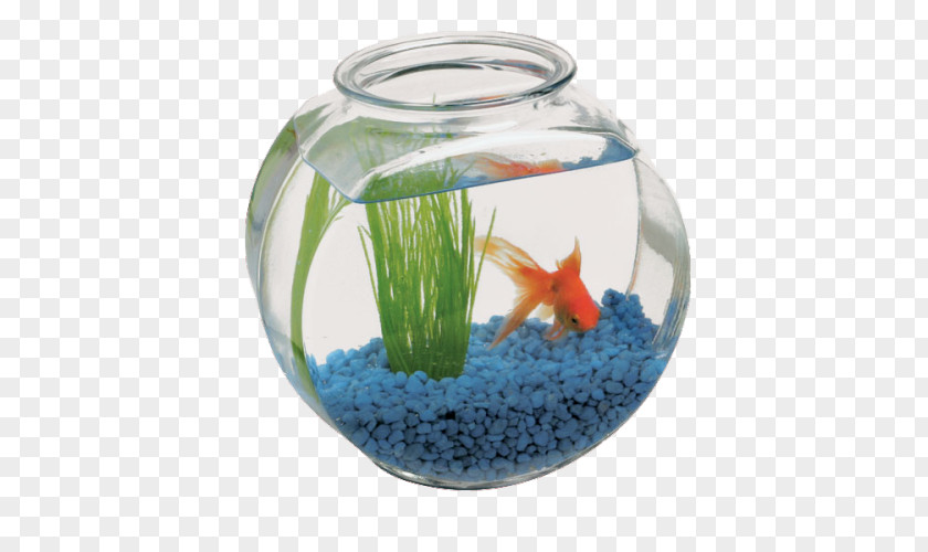 Fish Bowl Vase Glass Table PNG