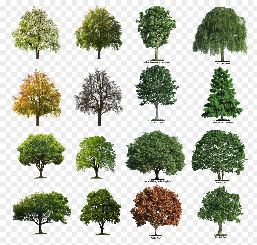 Seasons Tree Collection PNG