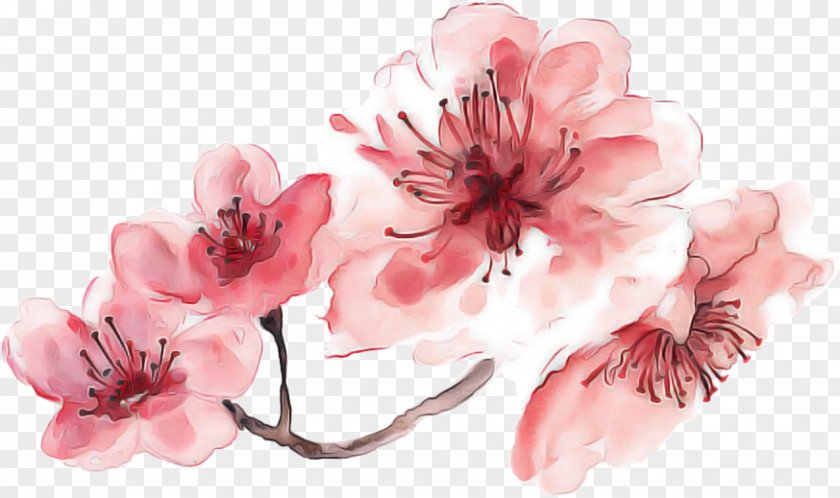 Branch Watercolor Paint Cherry Blossom PNG