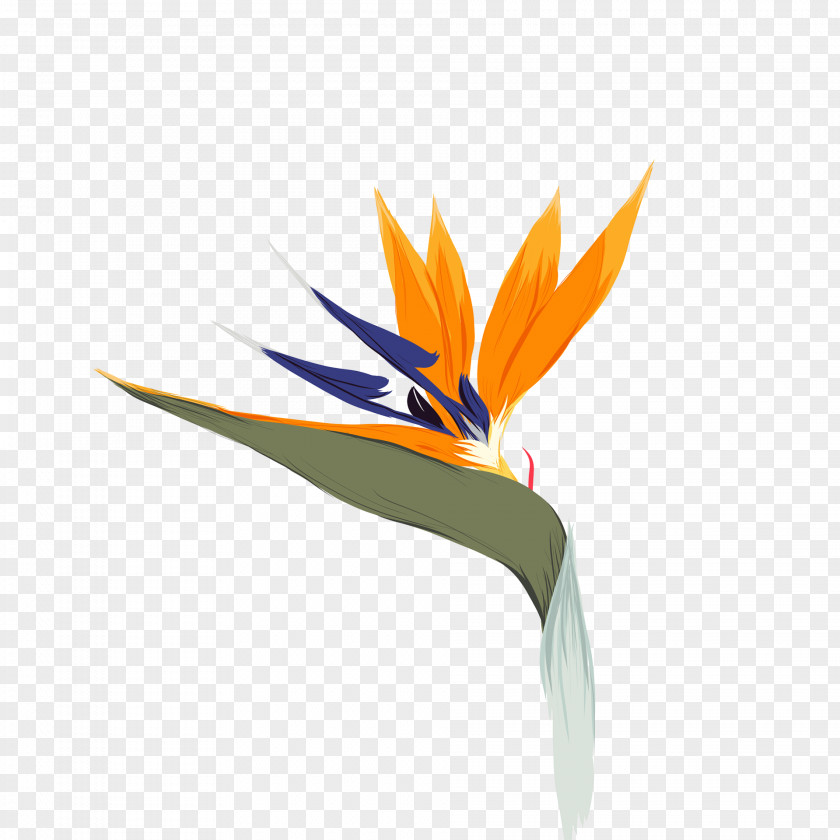 Drawing Illustration Graphics Design Bird Of Paradise Flower PNG