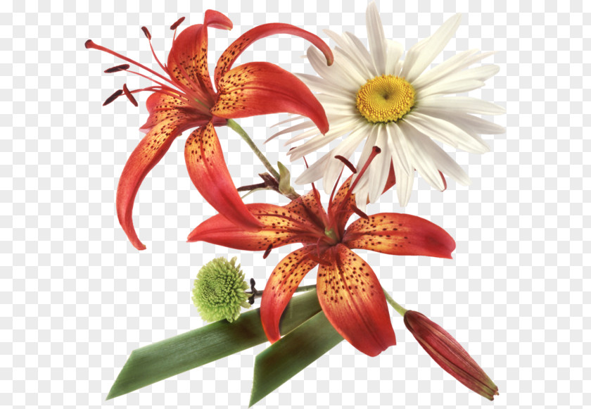 Flower Animaatio PNG