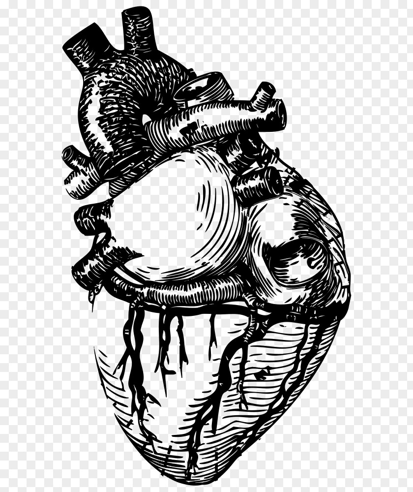 Heart Drawing Line Art Anatomy Clip PNG