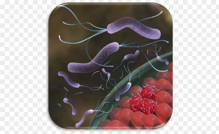 Helicobacter Pylori Eradication Protocols Infection Peptic Ulcer Disease PNG