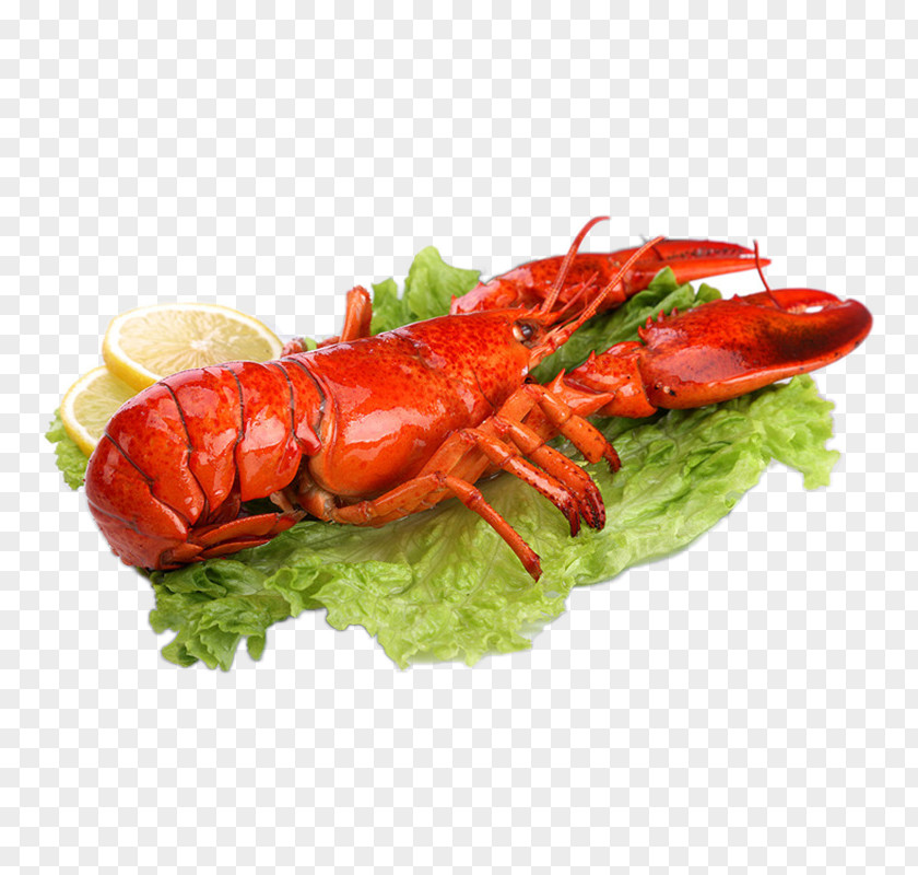 Homarus Gammarus American Lobster Seafood Caridea Thermidor PNG gammarus lobster Thermidor, Import high quality Boston clipart PNG
