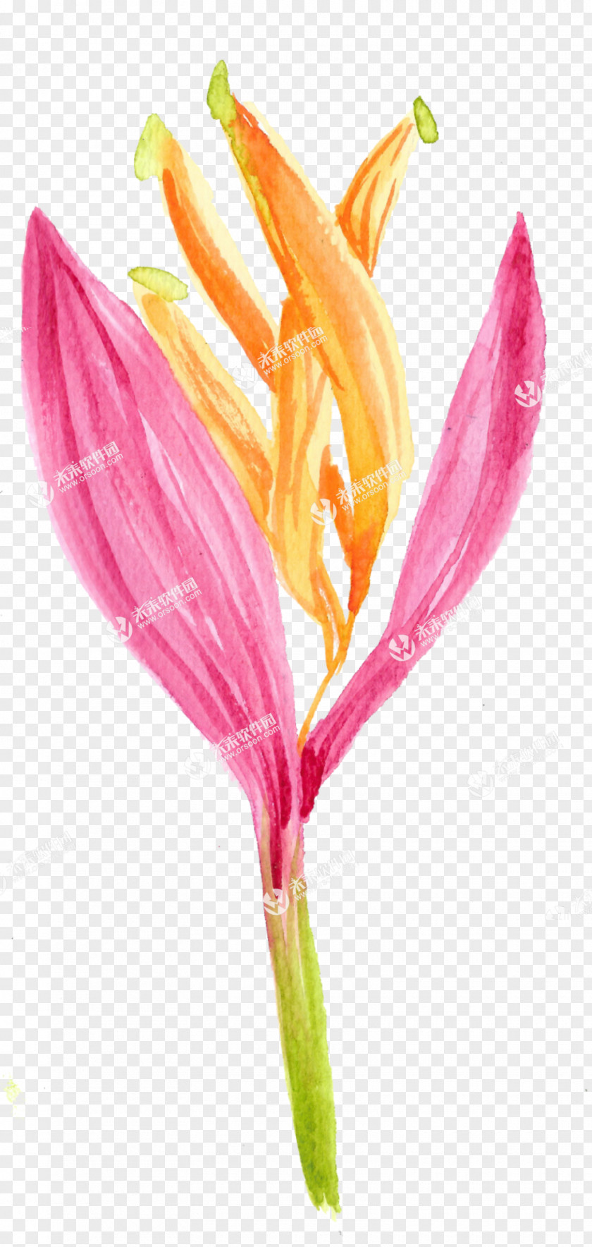 Transparent Flower Comics Cartoon Image Speech Balloon PNG