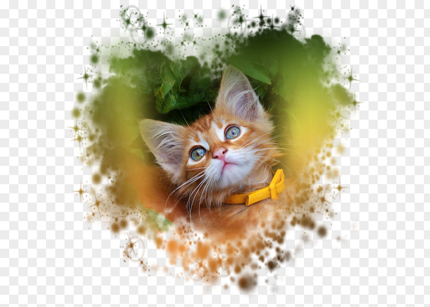 Watercolor Cat Germany Kitten Painting PNG