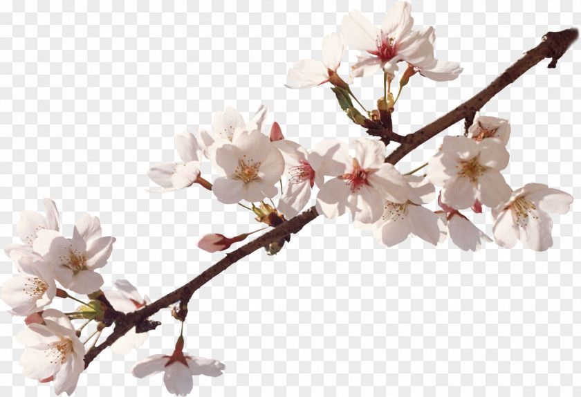 Apricot Apples Flower Cherry Blossom Spring PNG