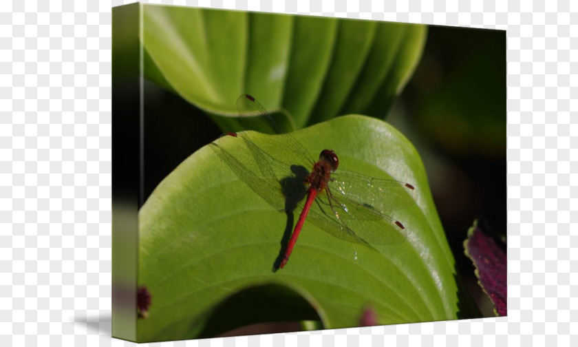 Dragonfly Insect Pest Leaf PNG