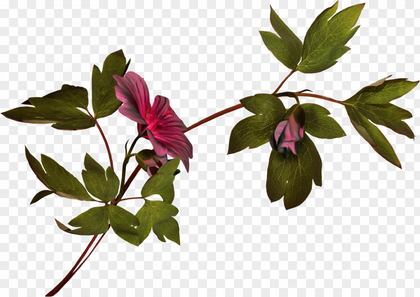 Flower Plant Stem Photography Clip Art PNG