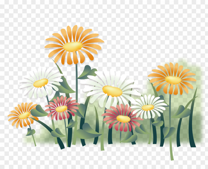Ono Chrysanthemum Indicum Illustration PNG