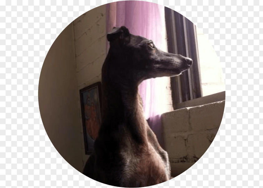 Pet Adoption Italian Greyhound Whippet Dog Breed Snout PNG