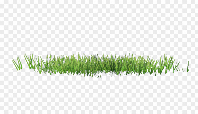 Spring Grass Drawing Clip Art PNG